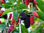 mulberry comes in differnt color and it's one of the best fruit for skin care and hair care